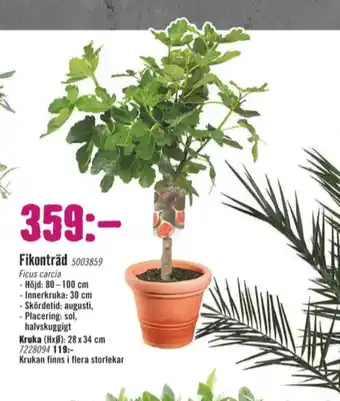 Hornbach Fruktträd erbjuda