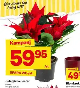 City Gross Julstjärna Jester erbjuda