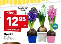 City Gross Hyacint erbjuda