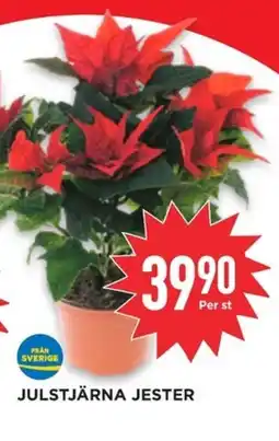 Willys Julstjärna jester erbjuda