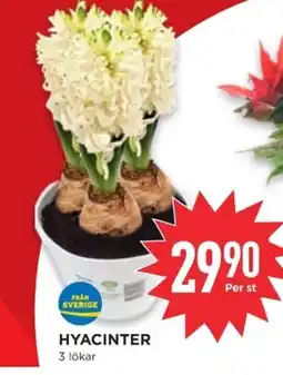 Willys Hyacinter erbjuda