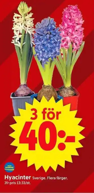 ICA Supermarket Hyacinter erbjuda