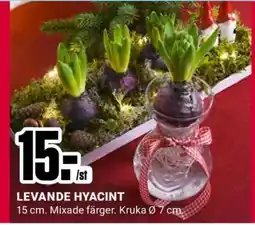 ÖoB LEVANDE HYACINT erbjuda