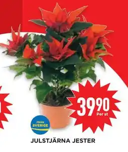 Willys Hemma JULSTJÄRNA JESTER erbjuda