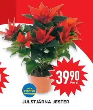 Willys Hemma JULSTJÄRNA JESTER erbjuda