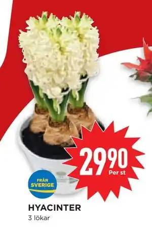 Willys Hemma HYACINTER erbjuda