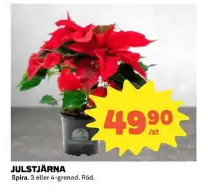 Coop Daglivs JULSTJÄRNA erbjuda