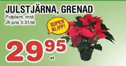 Nya Pulsen Julstjärna, grenad erbjuda