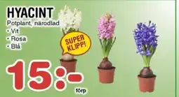 Nya Pulsen Hyacint erbjuda