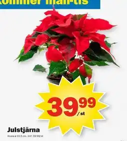 Pekås Julstjärna erbjuda