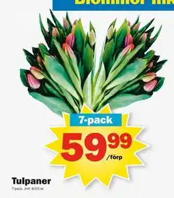 Pekås Tulpaner erbjuda