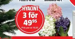 Bauhaus HYACINT erbjuda