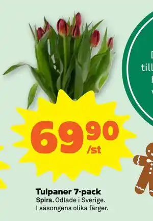 Stora Coop Tulpaner 7-pack erbjuda
