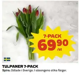 Coop TULPANER 7-PACK erbjuda