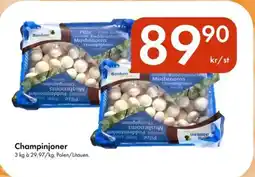 Snabbgross Champinjoner erbjuda