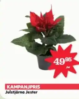 Hemköp Julstjärna Jester erbjuda