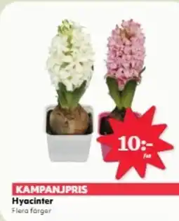 Hemköp Hyacinter Flera forger erbjuda