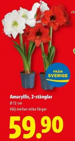 Lidl Amaryllis, 2-stänglar erbjuda
