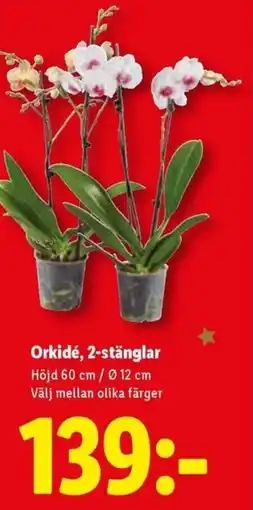 Lidl Orkidé, 2-stänglar erbjuda