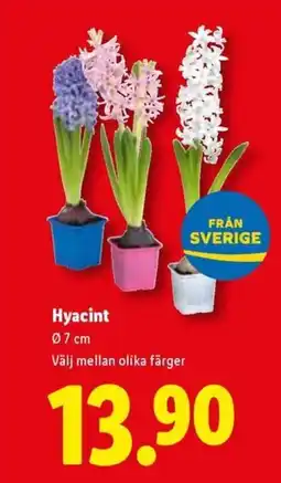 Lidl Hyacint erbjuda