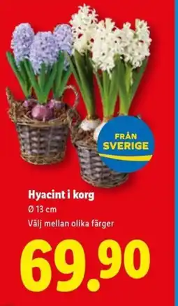 Lidl Hyacint i korg erbjuda