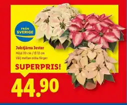 Lidl Julstjärna Jester erbjuda