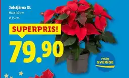 Lidl Julstjärna XL erbjuda
