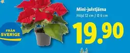 Lidl Mini-julstjärna erbjuda