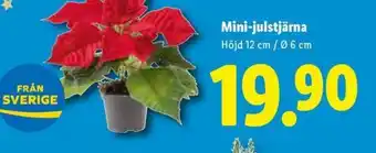 Lidl Mini-julstjärna erbjuda