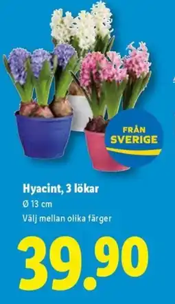 Lidl Hyacint, 3 lökar erbjuda