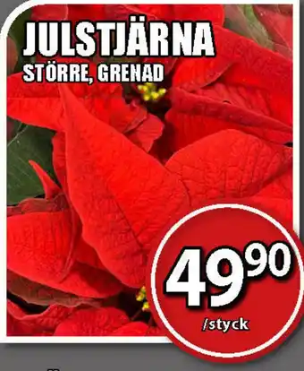 Extra Mjällby Stormarknad Julstjärna erbjuda