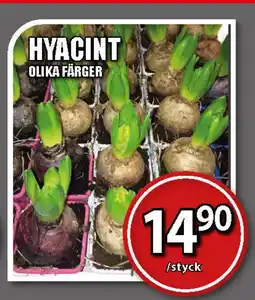 Extra Mjällby Stormarknad Hyacint erbjuda