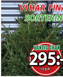 Extra Mjällby Stormarknad Vanlig gran erbjuda