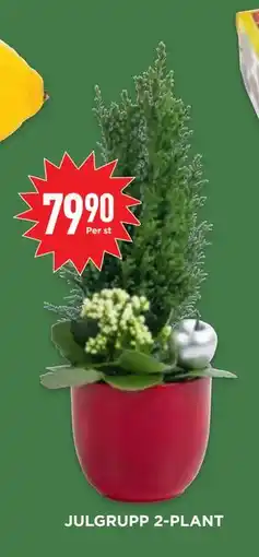 Willys JULGRUPP 2-PLANT erbjuda