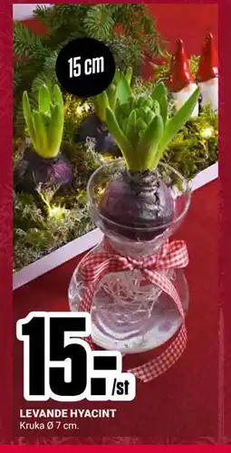 ÖoB LEVANDE HYACINT erbjuda