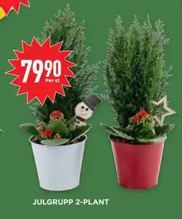 Willys Hemma JULGRUPP 2-PLANT erbjuda