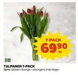 Coop Daglivs TULPANER 7-PACK erbjuda