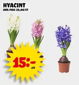 Nelins Hyacint erbjuda