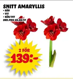 Nelins Snitt amaryllis erbjuda