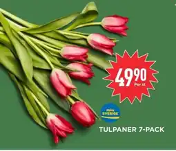 Willys Tulpaner 7-pack erbjuda