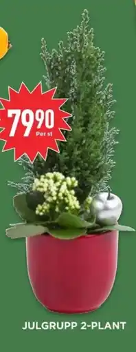 Willys Julgrupp 2-plant erbjuda