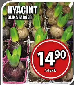 Extra Mjällby Stormarknad Hyacint erbjuda
