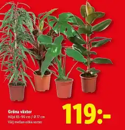 Lidl Gröna växter erbjuda