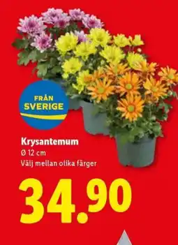 Lidl Krysantemum erbjuda