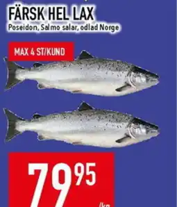 Matdax Färsk hel lax erbjuda