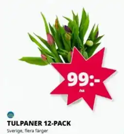 Tempo Tulpaner 12-pack erbjuda