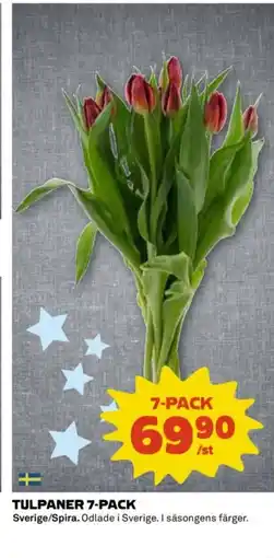 Coop Tulpaner 7-pack erbjuda