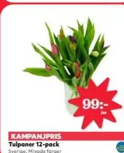 Hemköp Tulpaner 12-pack erbjuda