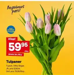 City Gross Tulpaner erbjuda