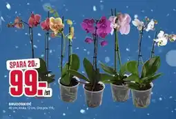 ÖoB BRUDORKIDÉ erbjuda